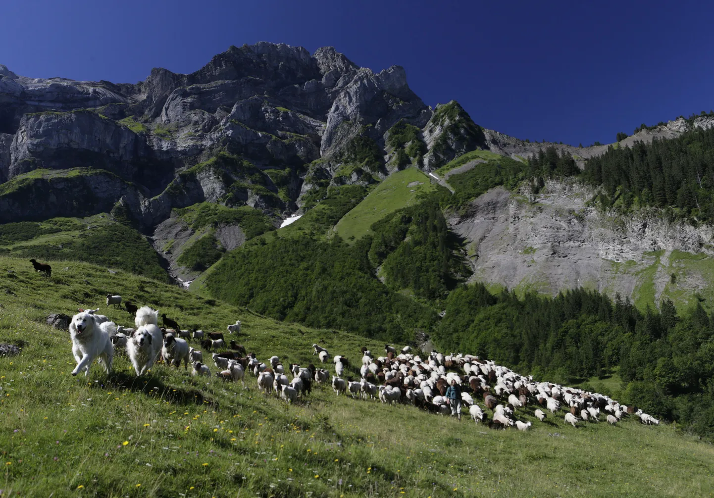 Les Diablerets' liustiku lähedane mäestikukarjamaa