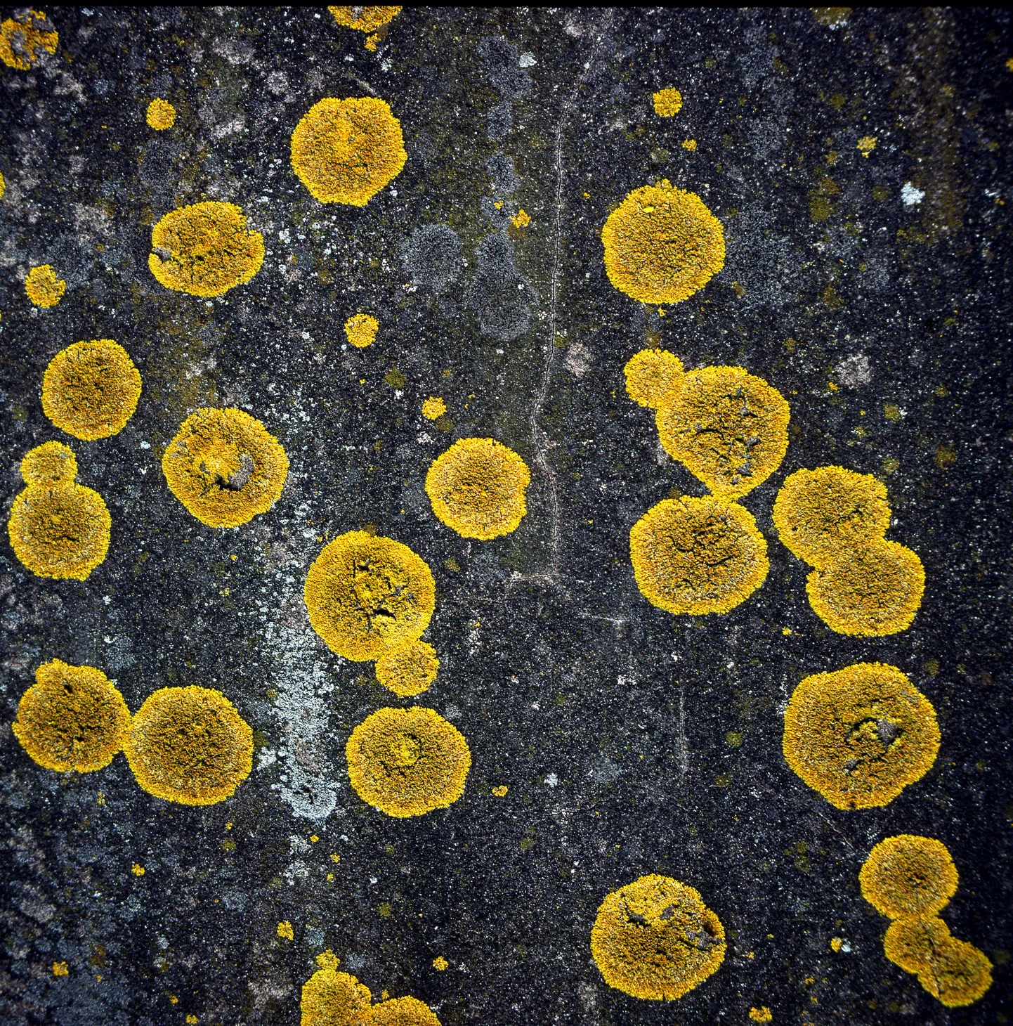 Lichen on tombstone , Wales .