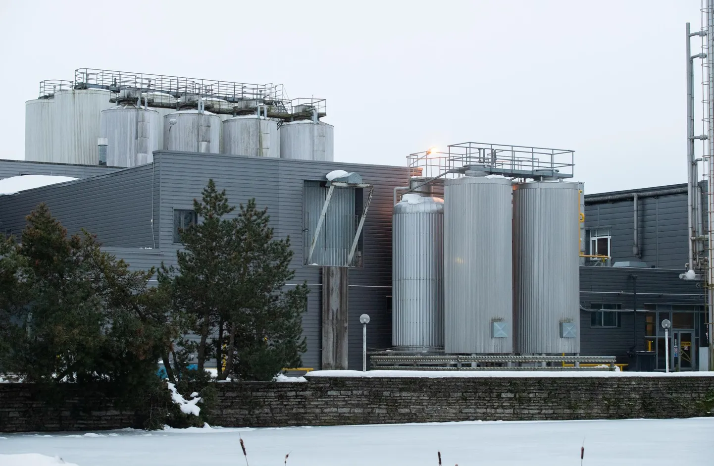 Haljala õlletehases käärib esimene laar soomlastelt soomlastele tehtud alkoholiga õlut. Esimene partii alkoholivaba jooki on juba teel tarbijate poole.