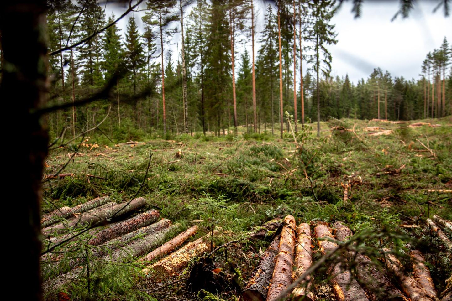 Praegu on metsades raierahu ja tööd peatatud.