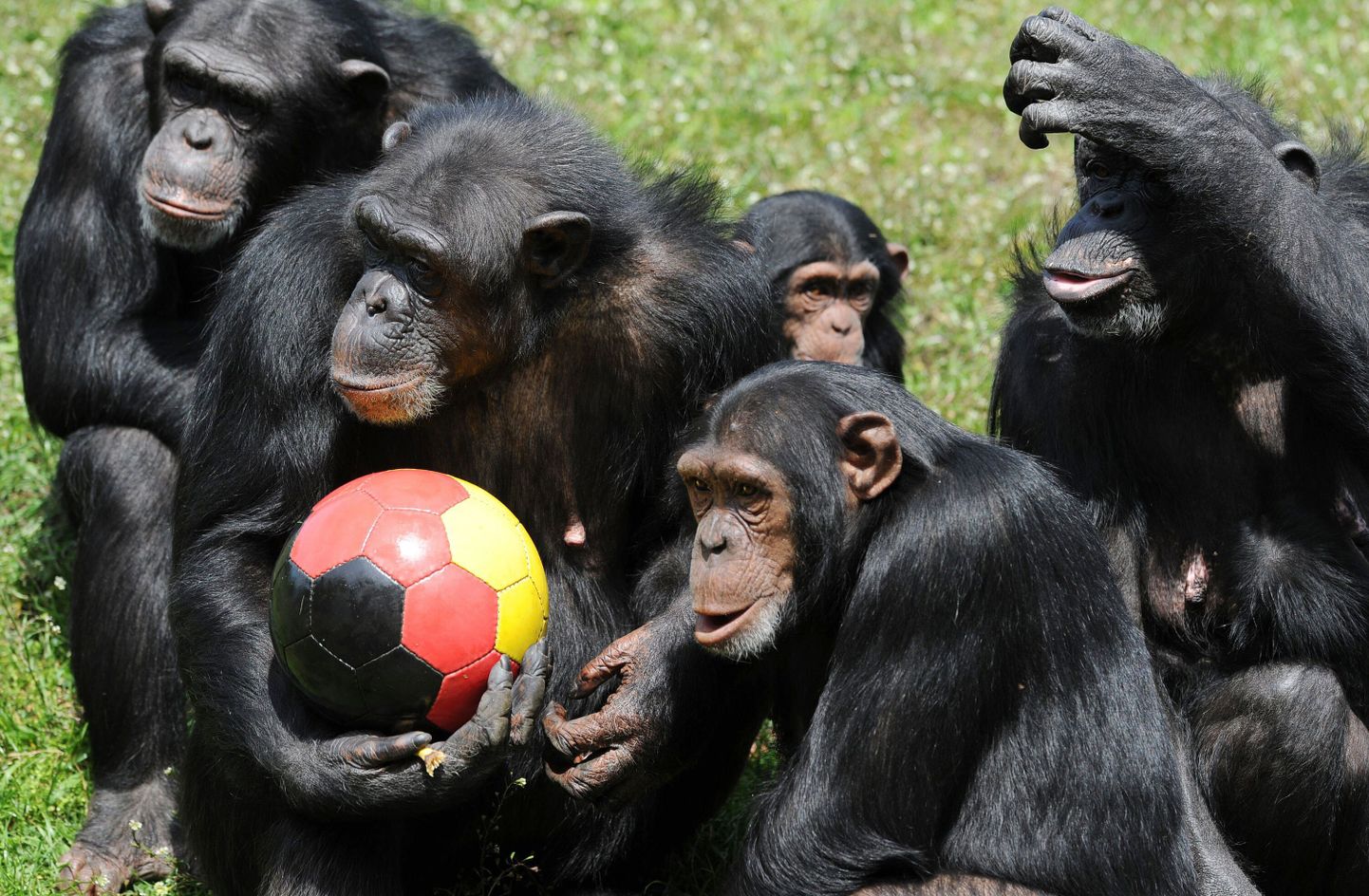 Šimpansid jalgpalliga