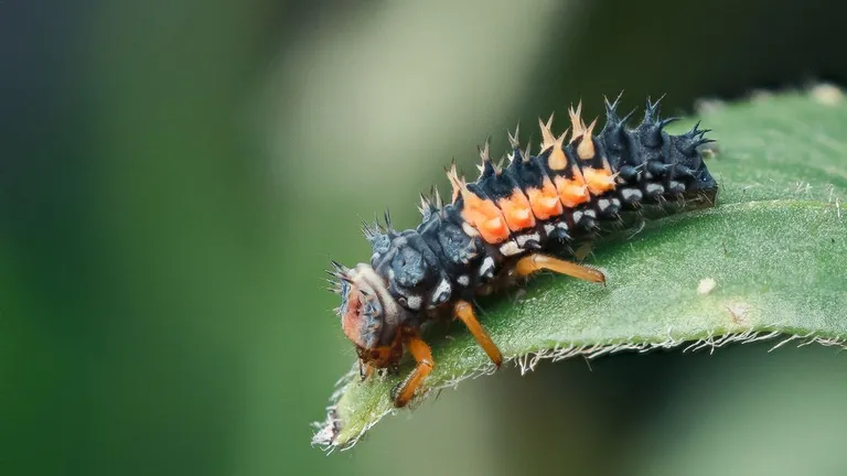 Lepatriinu vastne
