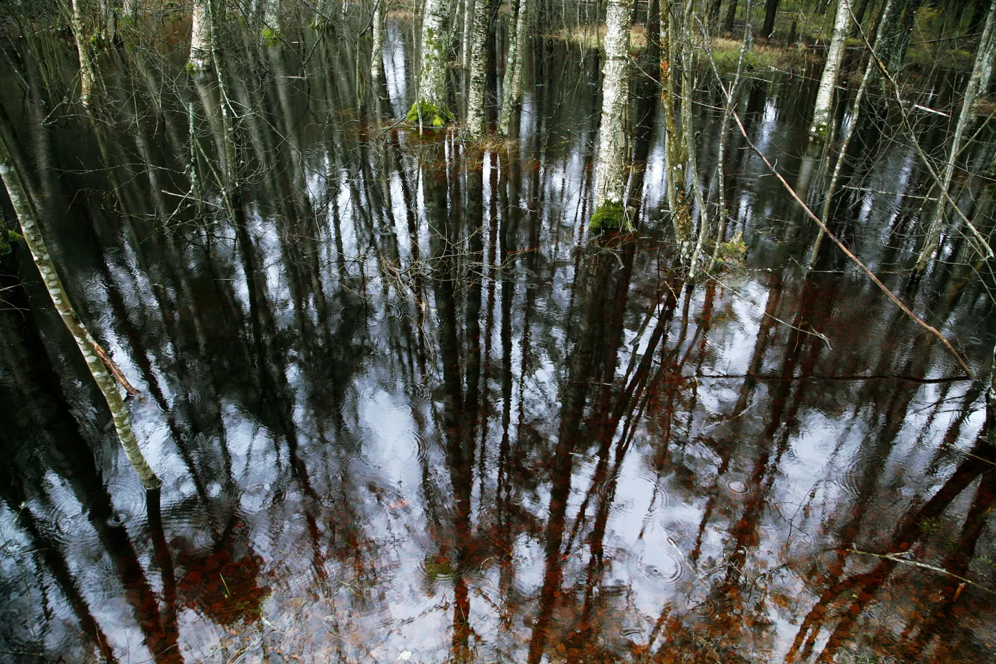 Suurvesi metsas.