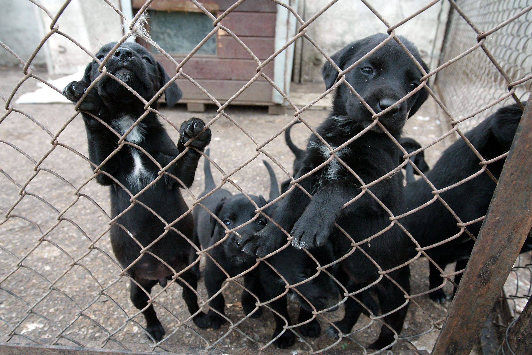 Koerad Rakvere varjupaigas.