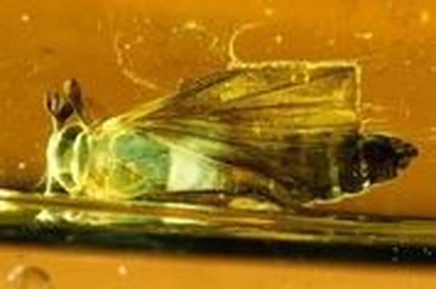 110 miljoni aasta vanuse merevaigu seest leit eelajaloolisi tundmatuid putukaid