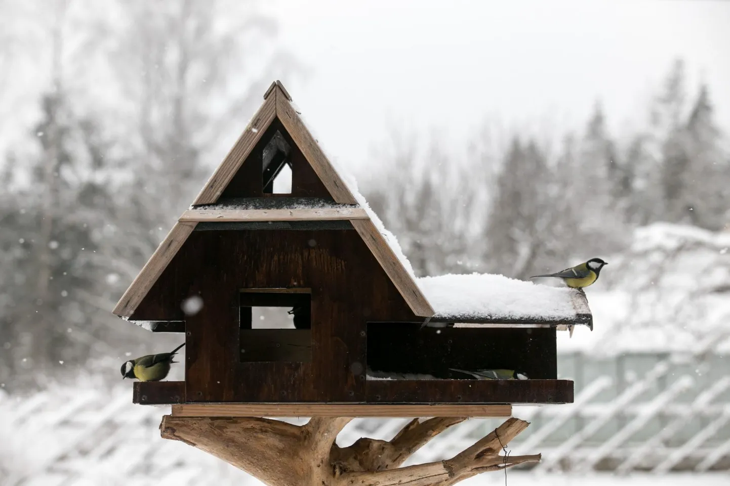 Lindude söögimaja. Pilt on illustreeriv!
