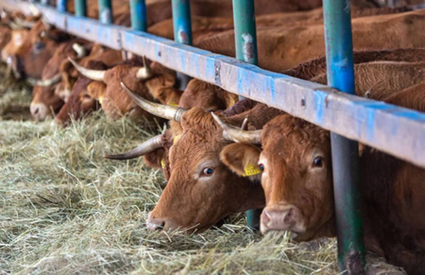 Eesti 80 000 lehma toodavad 180 protsenti riigis vajaminevast piimast.