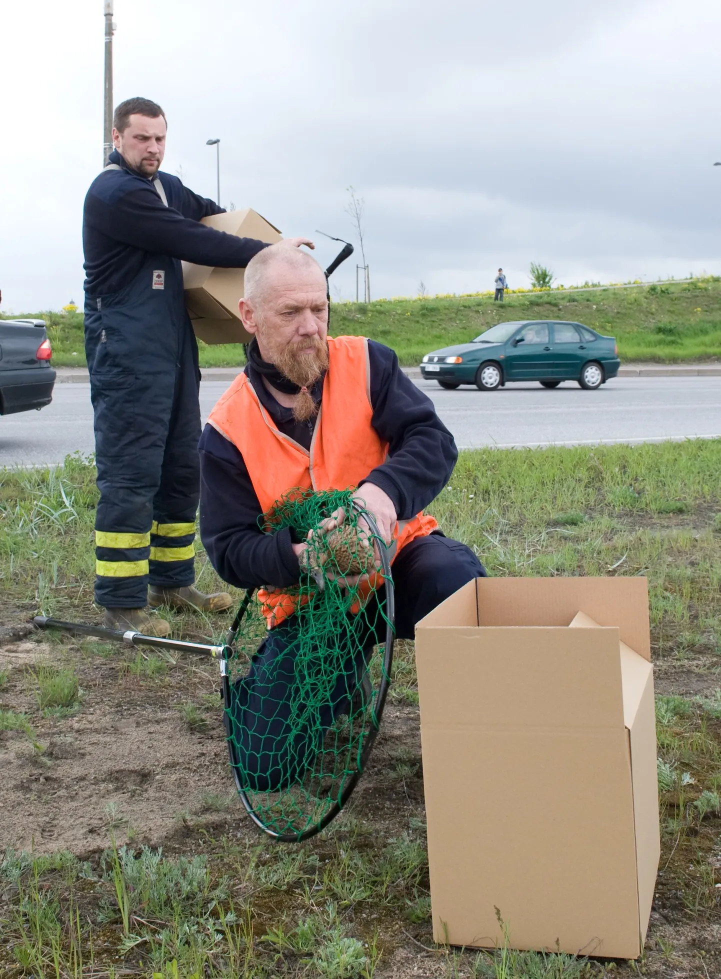 Päästjad püüdsid Laagna teel kinni pardiema kolme pardipojaga ning toimetasid nad tagasi loodusesse.
