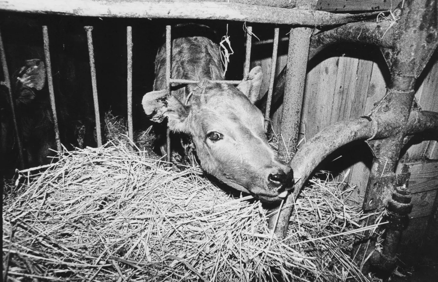 Lehm kolhoosilaudas. Foto on tehtud millalgi 1980-ndatel.