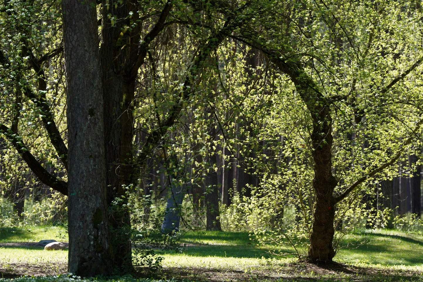 Raksta foto