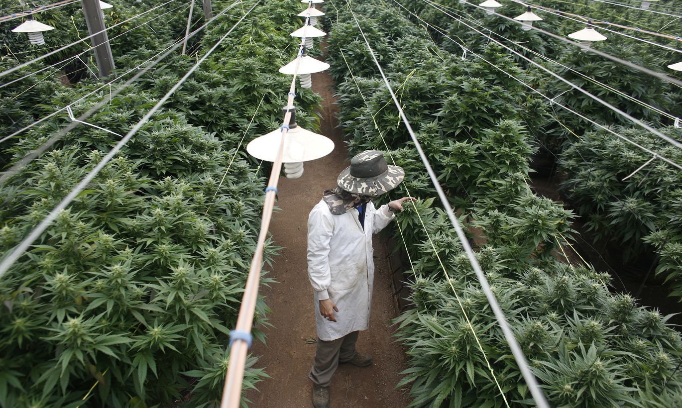 в какой стране выращивают марихуану