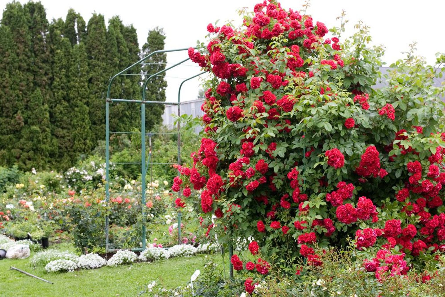 Розы плетистые канадская эраринск энд Хольц