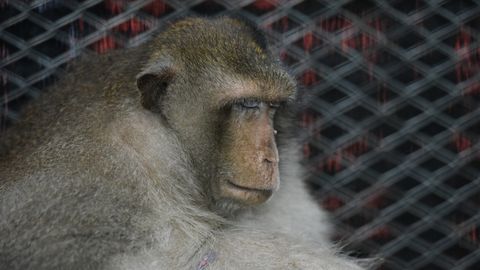 ФОТО ⟩ Умерла самая толстая в мире обезьяна