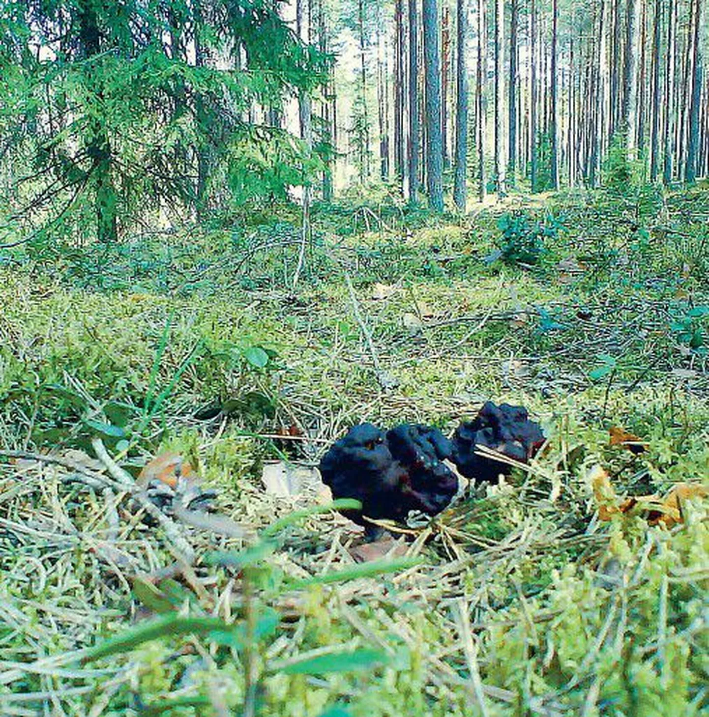 Neile kevadkogritsatele oli määratud läinud pühapäeval seenekorjajate toidulauale jõuda.