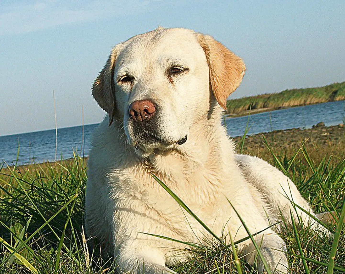 Aivo Sihvart aitab jalutuid koeri (foto pole looga seotud).