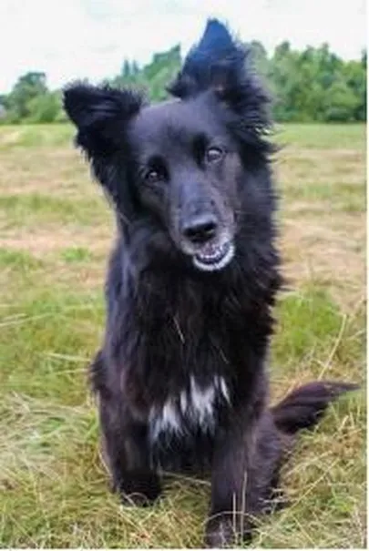Blacky