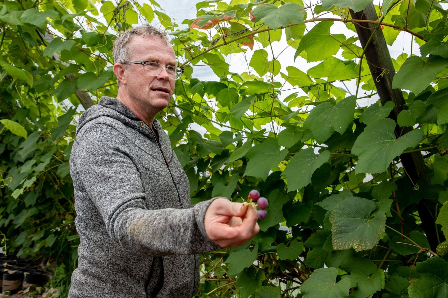 Aednik Harri Poomi huvitab, mis sordist ­viinamarju tasub meie mail kasvatada ja millega pole mõtet ­jännata.