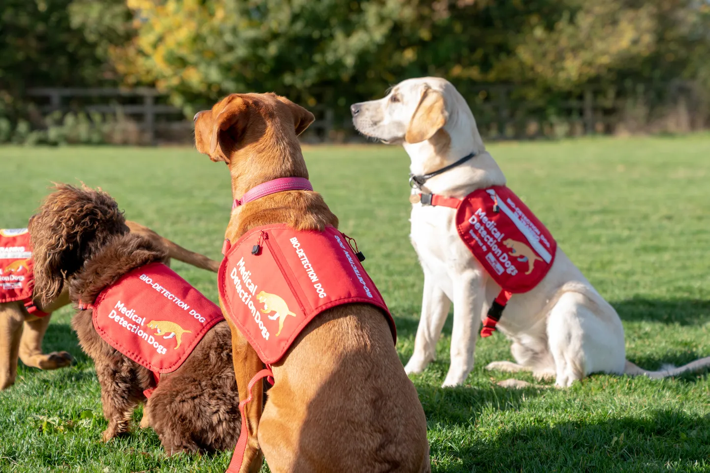 Heategevusorganisatsiooni Medical Detection Dogs koerad 22. oktoober 2018.