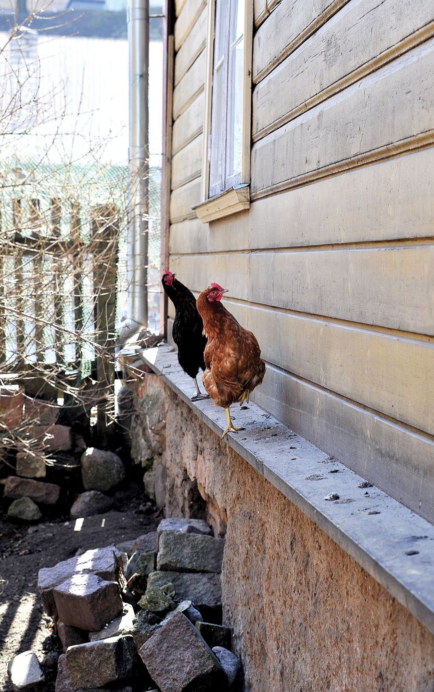 Supilinna servas Tähtvere 57 maja kõrval aedikus patseerivad kanad ajavad tihti möödujaid, eriti lapsi, elevile.