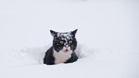Смертельный холод ⟩ Морозы могут быть опасны для собак и кошек
