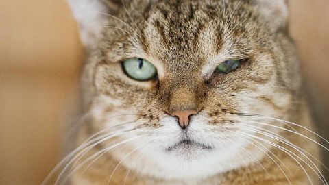 USKUMATU ⟩ Õuduste elu kogenud kass ootab uut kodu juba 8 aastat