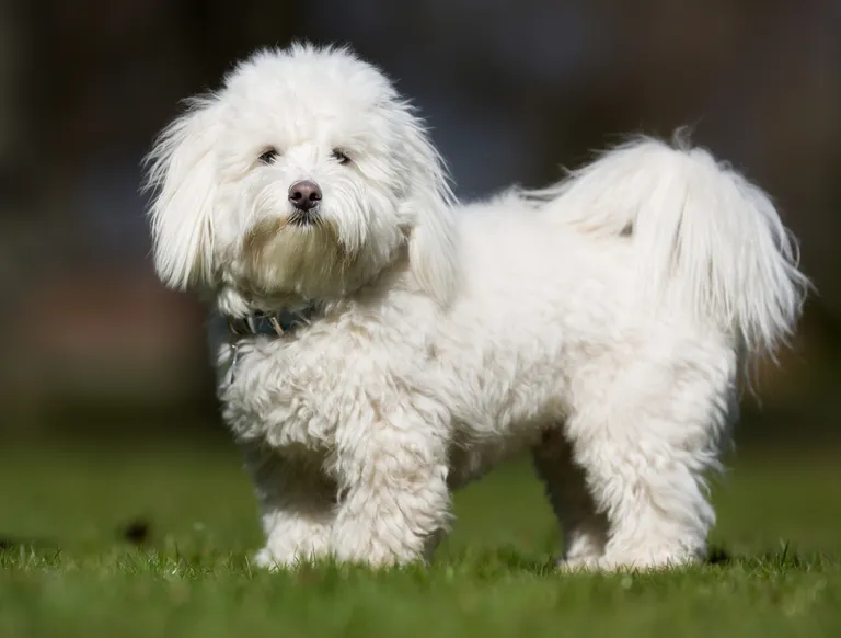 Coton de Tulear.