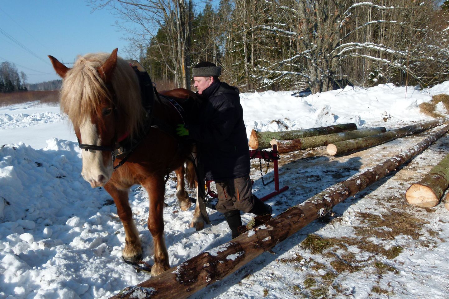 Paljud Eesti väikemetsaomanikud tegelevad oma metsaga hobi korras ja katsetavad seal asju, mida suuremad majandajad ei saa endale lubada. Näiteks puidu väljavedu hobusega, mida pildil näitab Vello Tamm.