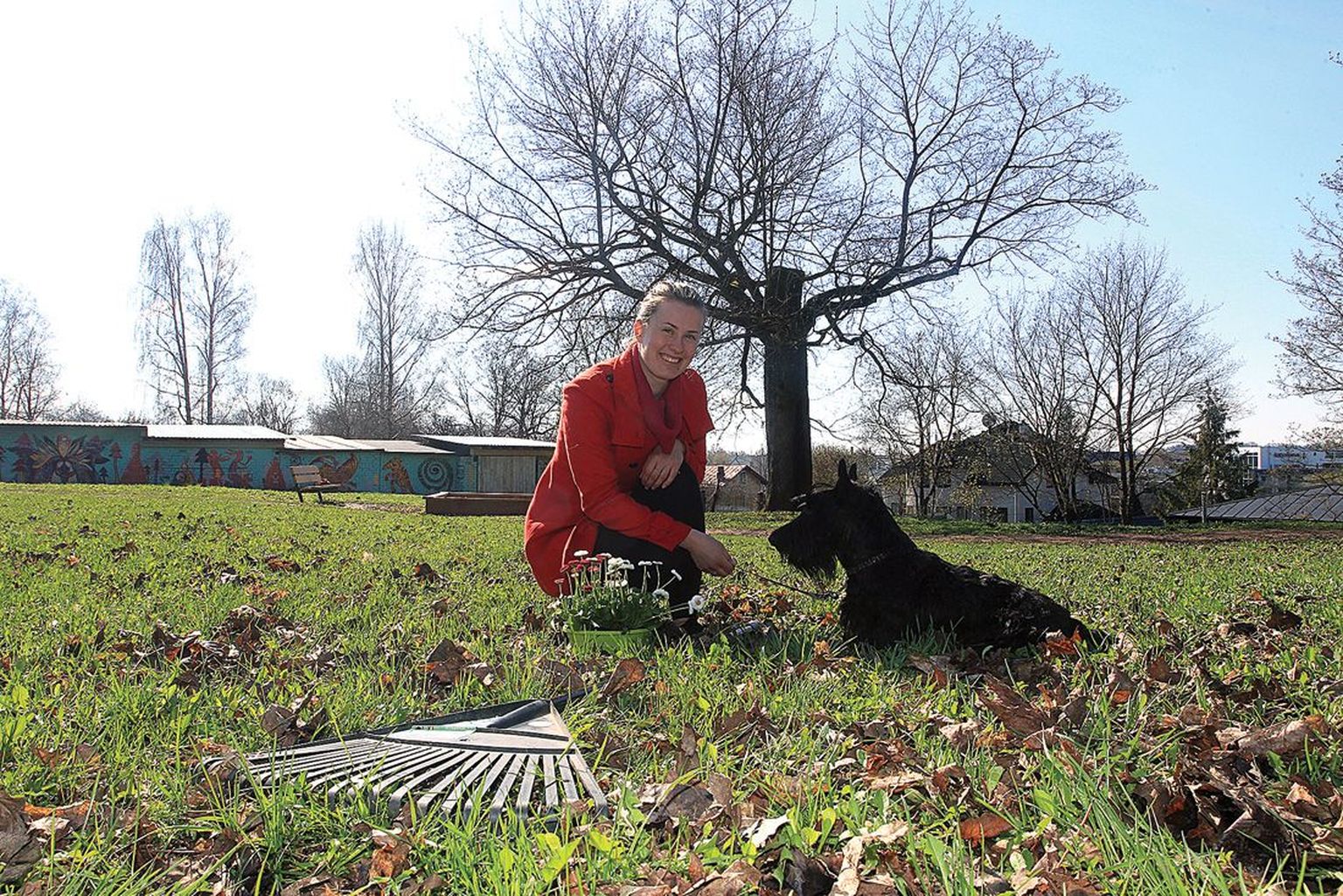 Ohvitseride kogukonnaaeda istutamiseks on Keiu Telvel esimesed taimed ostetud, koer Rosin jälgib asjade kulgu õhinaga.