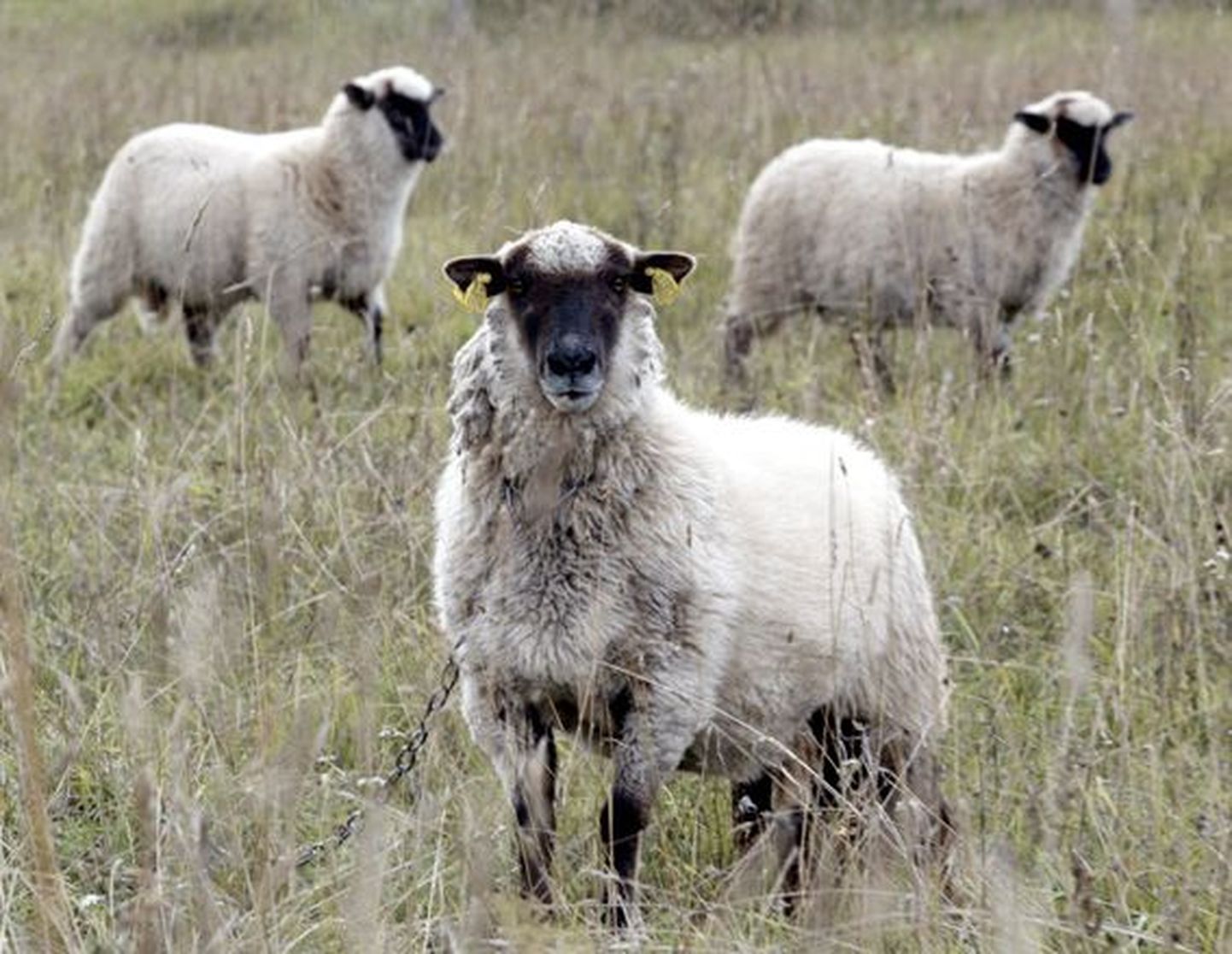 Kui muude põllumajandusloomade arv on Lääne-Virumaal pigem kahanenud, siis lammaste arv on maakonnas kolme aasta jooksul ligi kaks korda suurenenud.