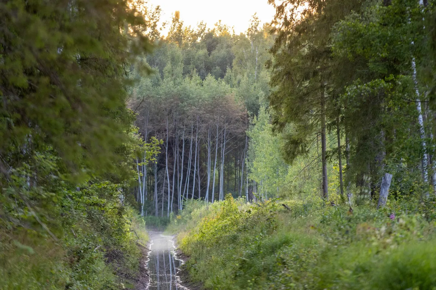 Lõppenud Natura metsa- ning looduskaitseliste piirangute toetuse taotlusvoorus taotleti KIK-ist hüvitisi enam kui 77 966 hektari metsamaa puhul.