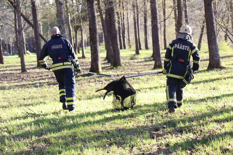 Päästjad viisid kopra eemale.