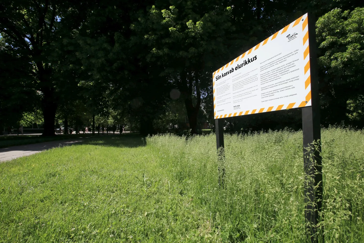 Sel aastal jätab linn liigirikkuse suurendamiseks paljud haljasalad niitmata. Kesklinna pargis on mõne nädalaga muru kasvanud põlvekõrguseks. .