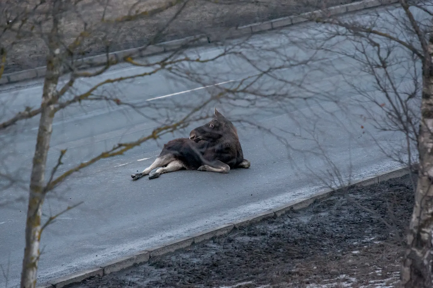 Mitte paksu metsa vahel, vaid just suurematest linnadest väljasõidul, kus tihe liikus, juhtub kõige sagedamini kokkupõrkeid suurte loomadega.