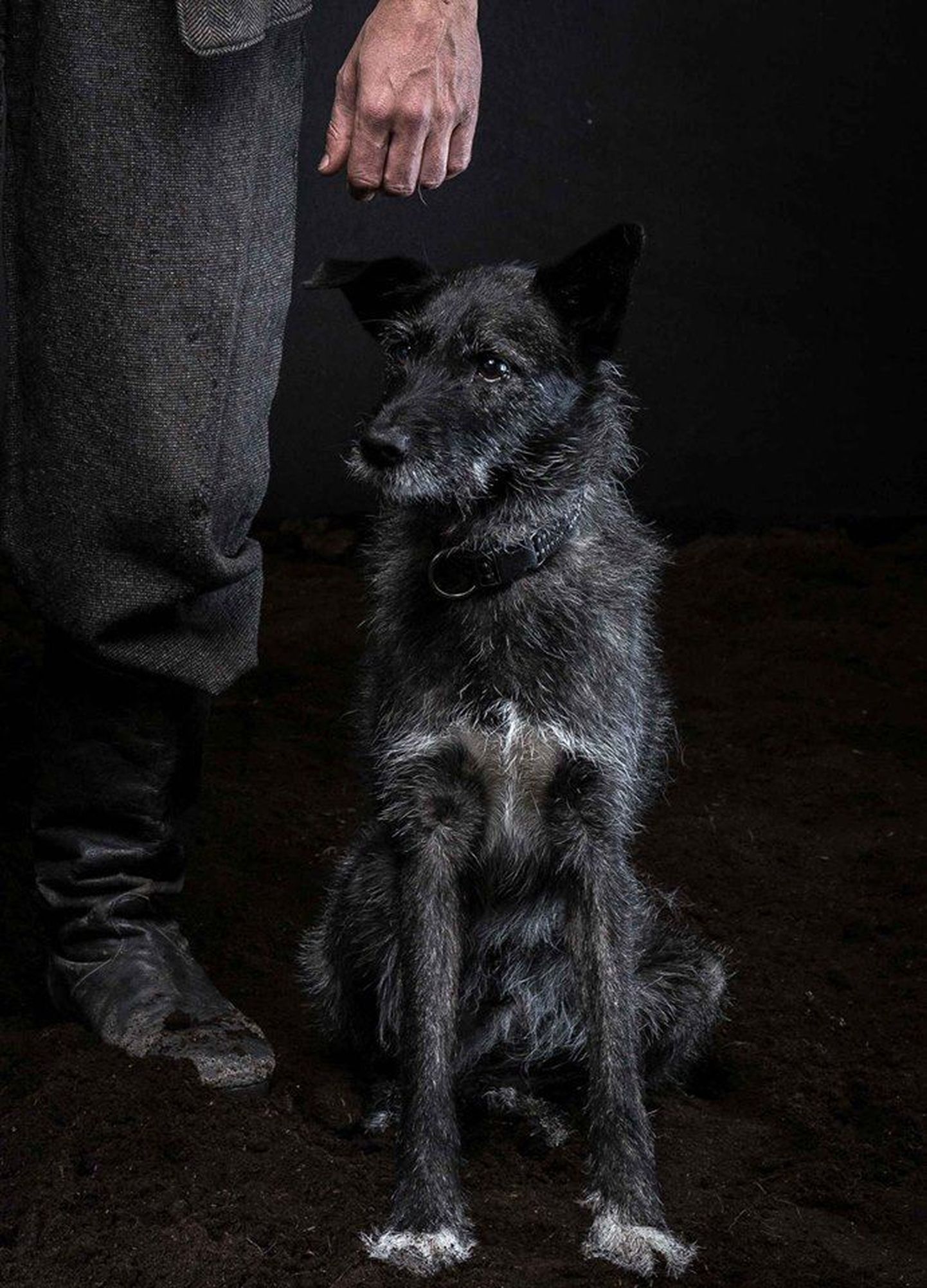 Suurfilmi "Tõde ja õigus" meeskond otsib Oru Pearu koera rolli tumedat krantsi.