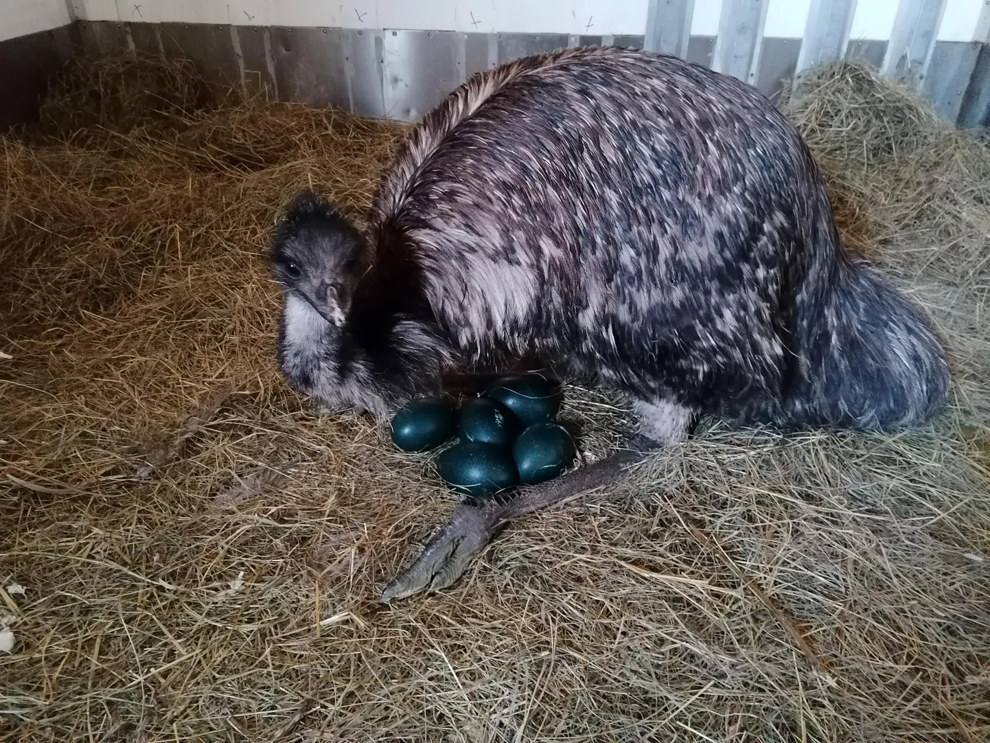 Emupapa Dodo ei lahku pesalt ei söömiseks ega joomiseks. Ka tibude kasvatamine on hiljem tema töö.