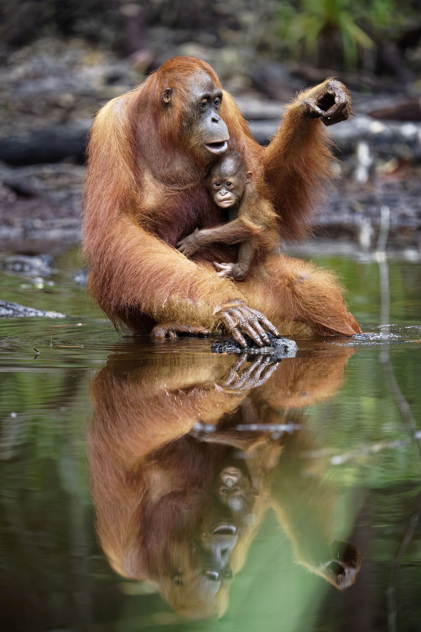 Orangutan ja tema laps Indoneesias. Tegu on kahjuks ohustatud loomaliigiga ja seda peamiselt nende kodumetsade maha raiumise tõttu.