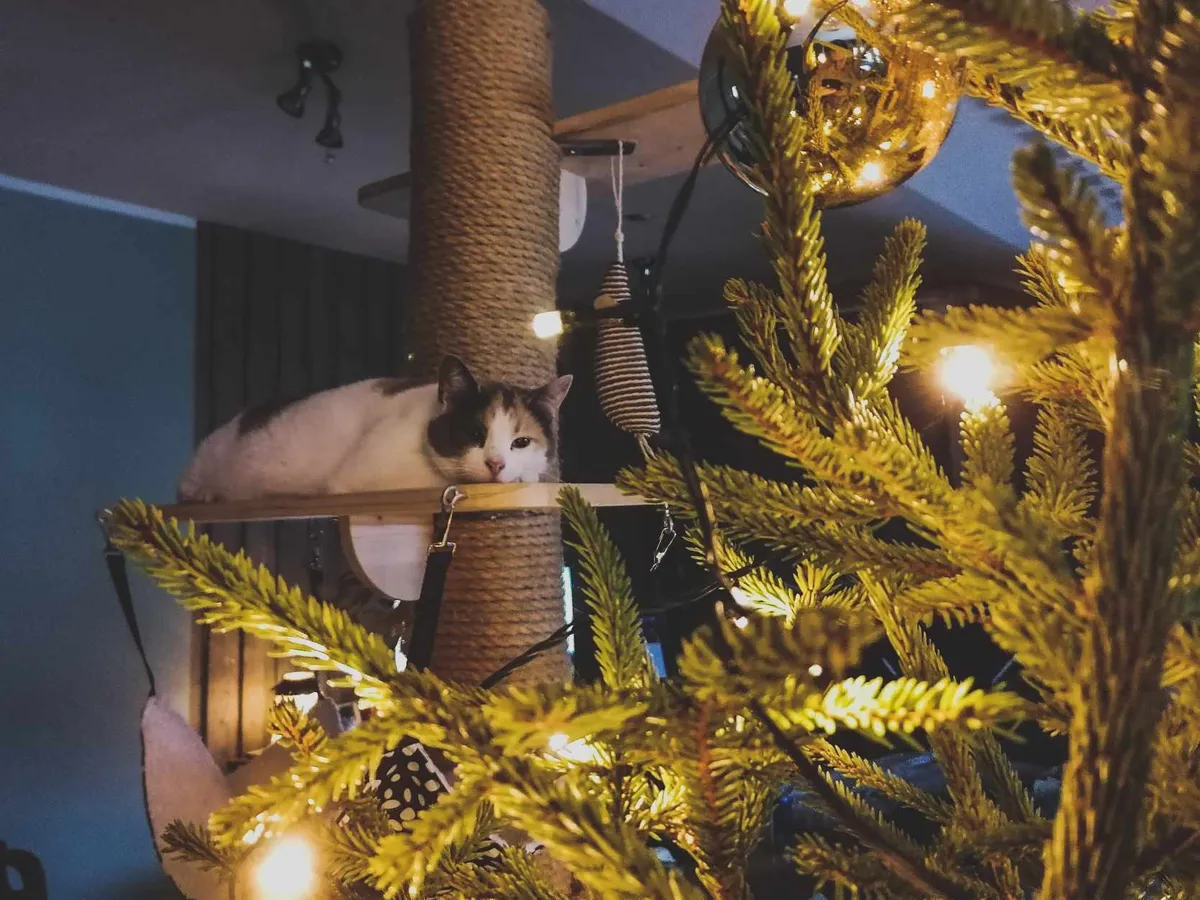 Fotokonkursi võitja Traatsaba.