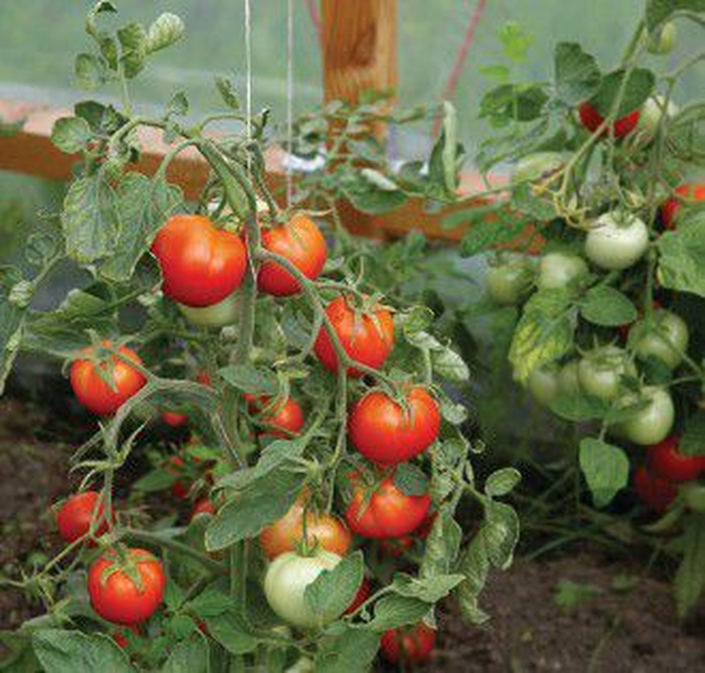 Чтобы получить хороший урожай помидоров, их нужно вовремя удобрять и поливать.