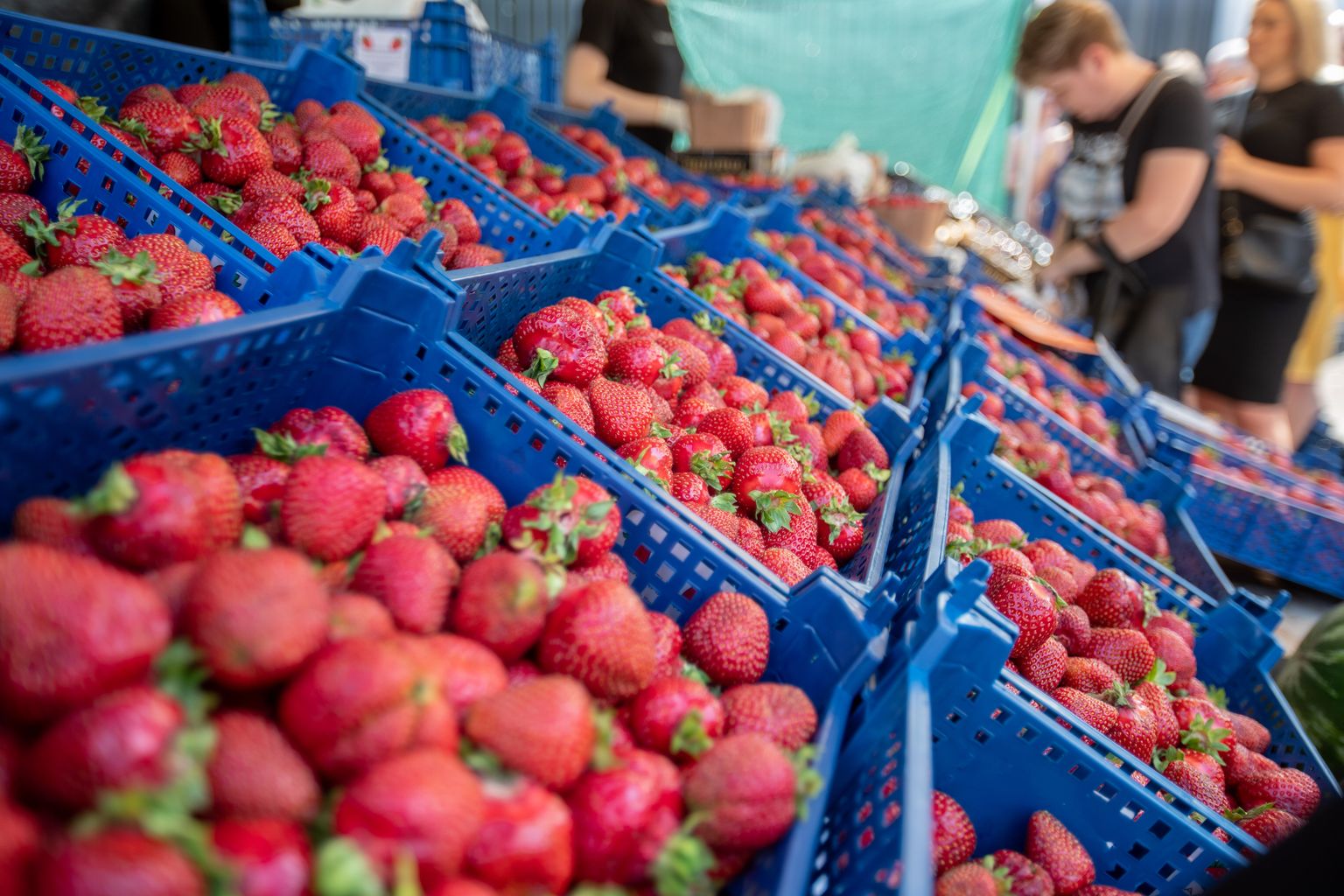 Tänavused Eesti maasikahinnad Tallinna turgudel.
