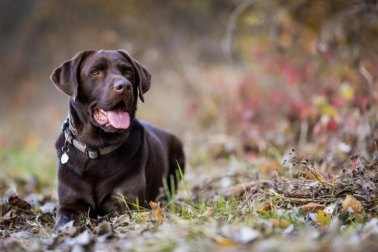 VAATA Labrador päästis oma sõbra üleujutuste küüsist