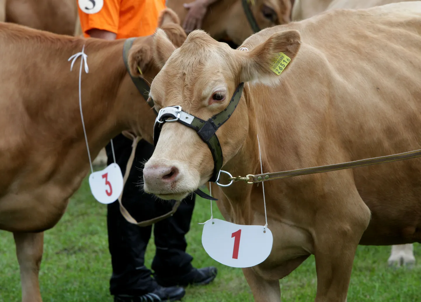 Sügisnäitus Tõuloom 2012.