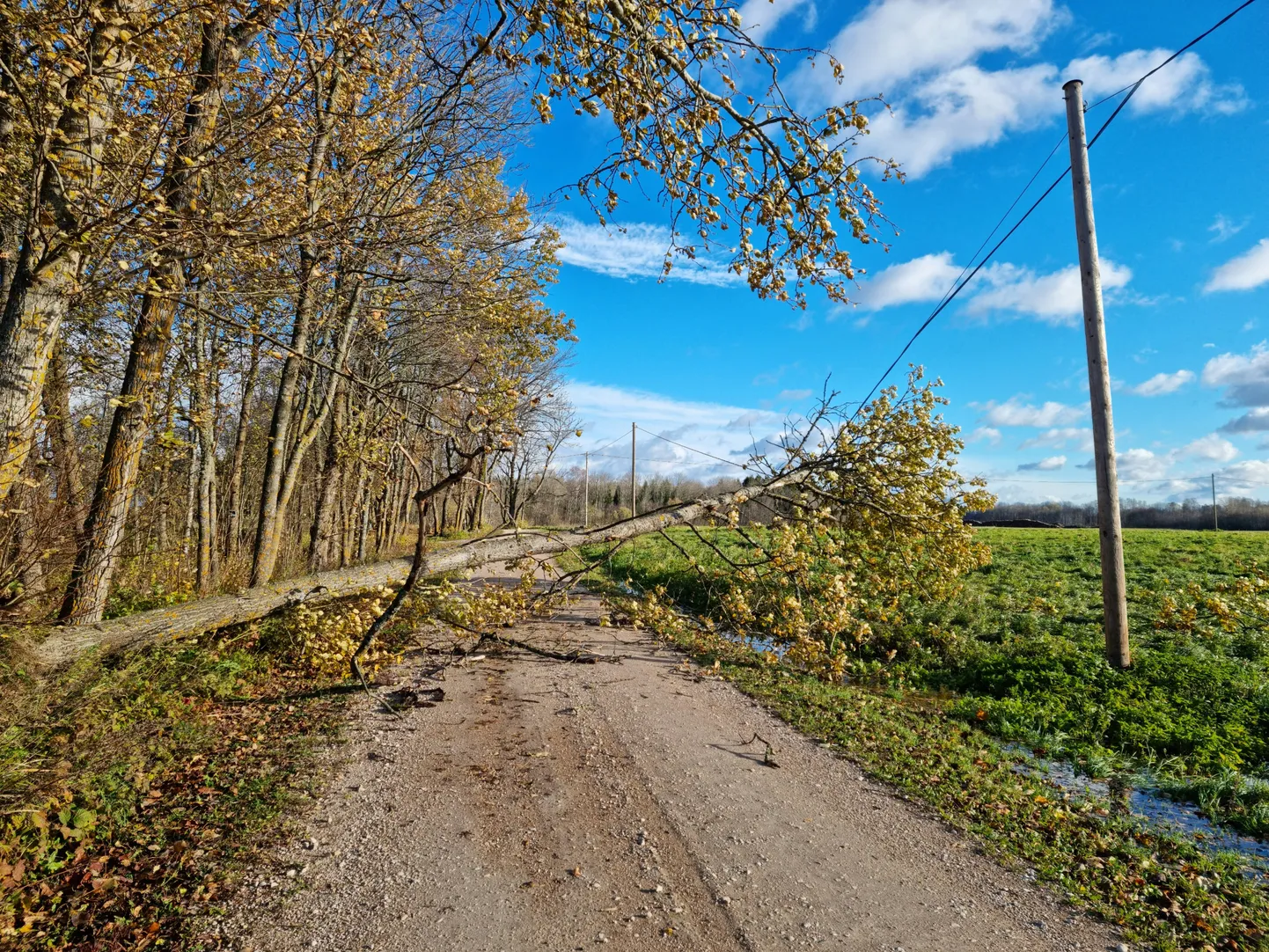 Liinile langenud puu.
