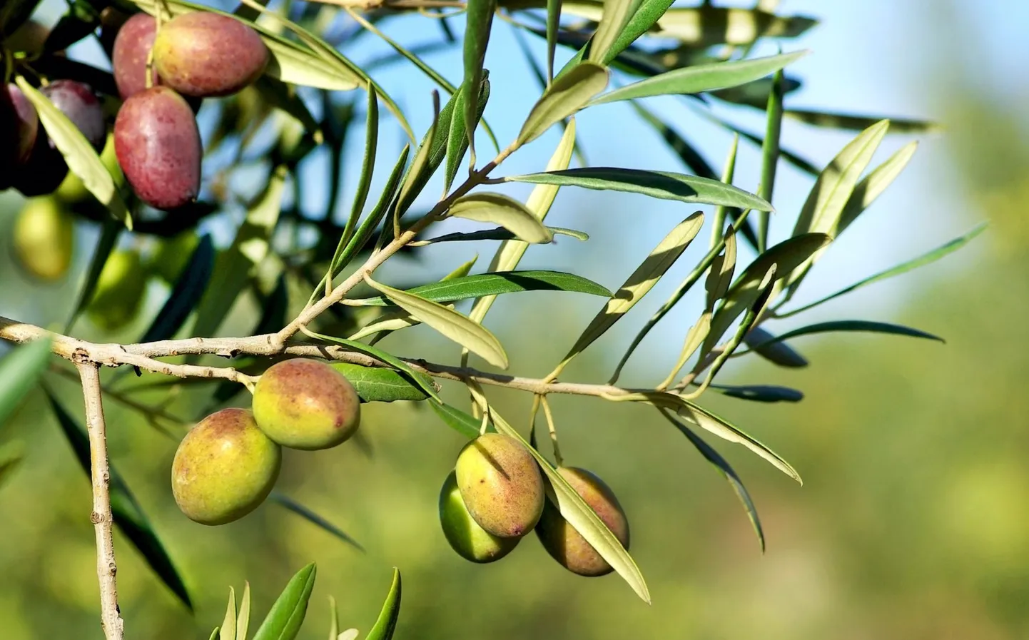 Оливковое дерево.