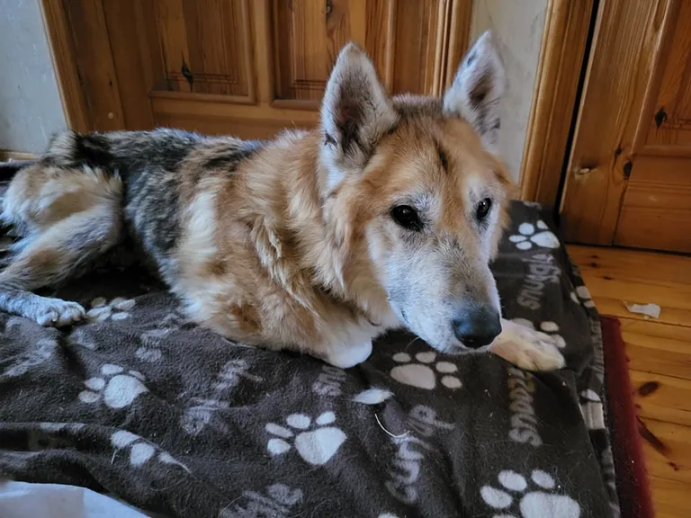 Bruno on tänaseks tublisti kosunud ja elab uues kodus.