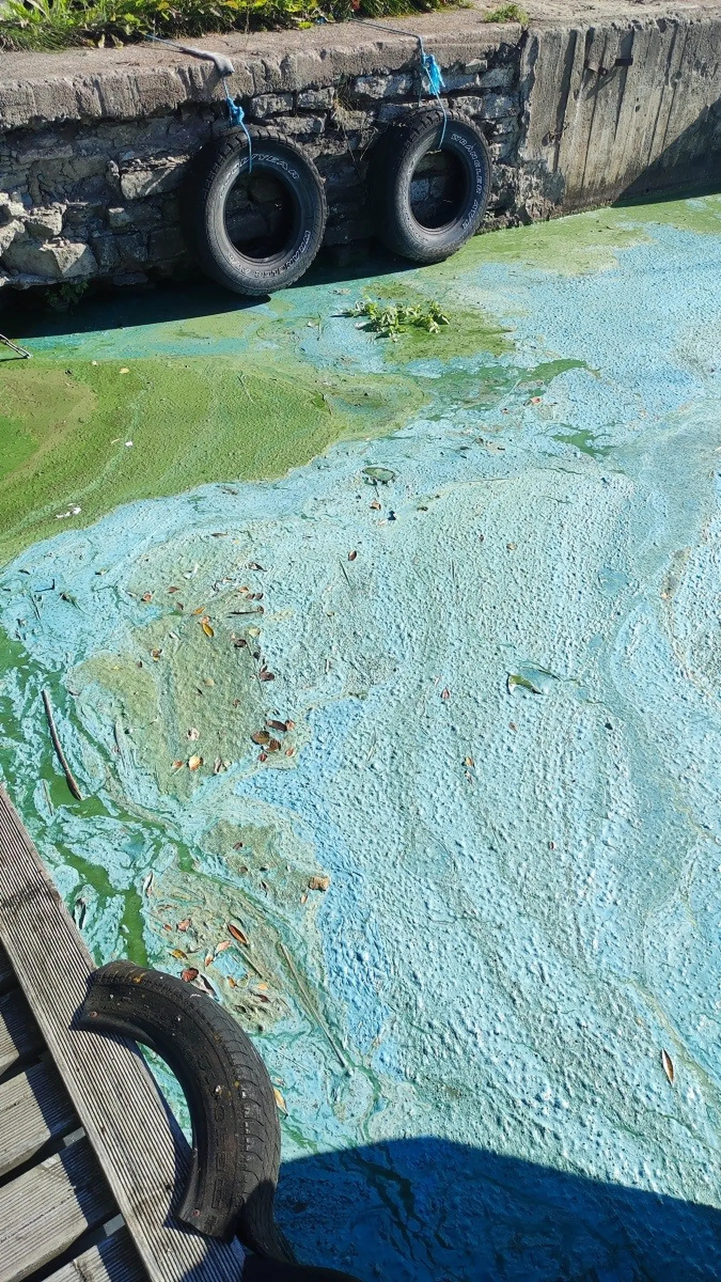 Водоросли в реке Нарва.