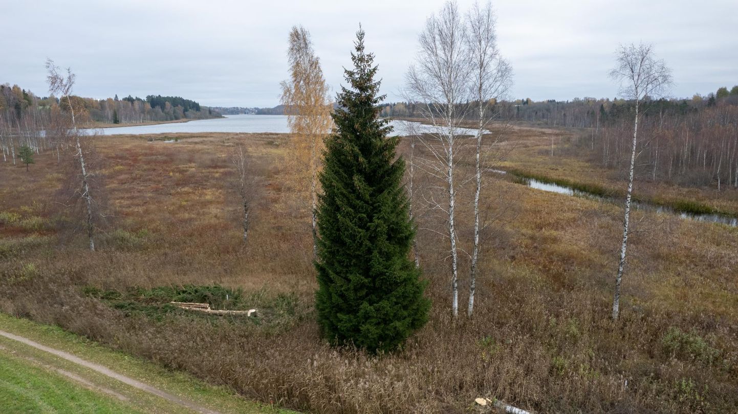 Terviseraja ehituse tõttu saab Viljandi haruldaselt vara jõulupuu.