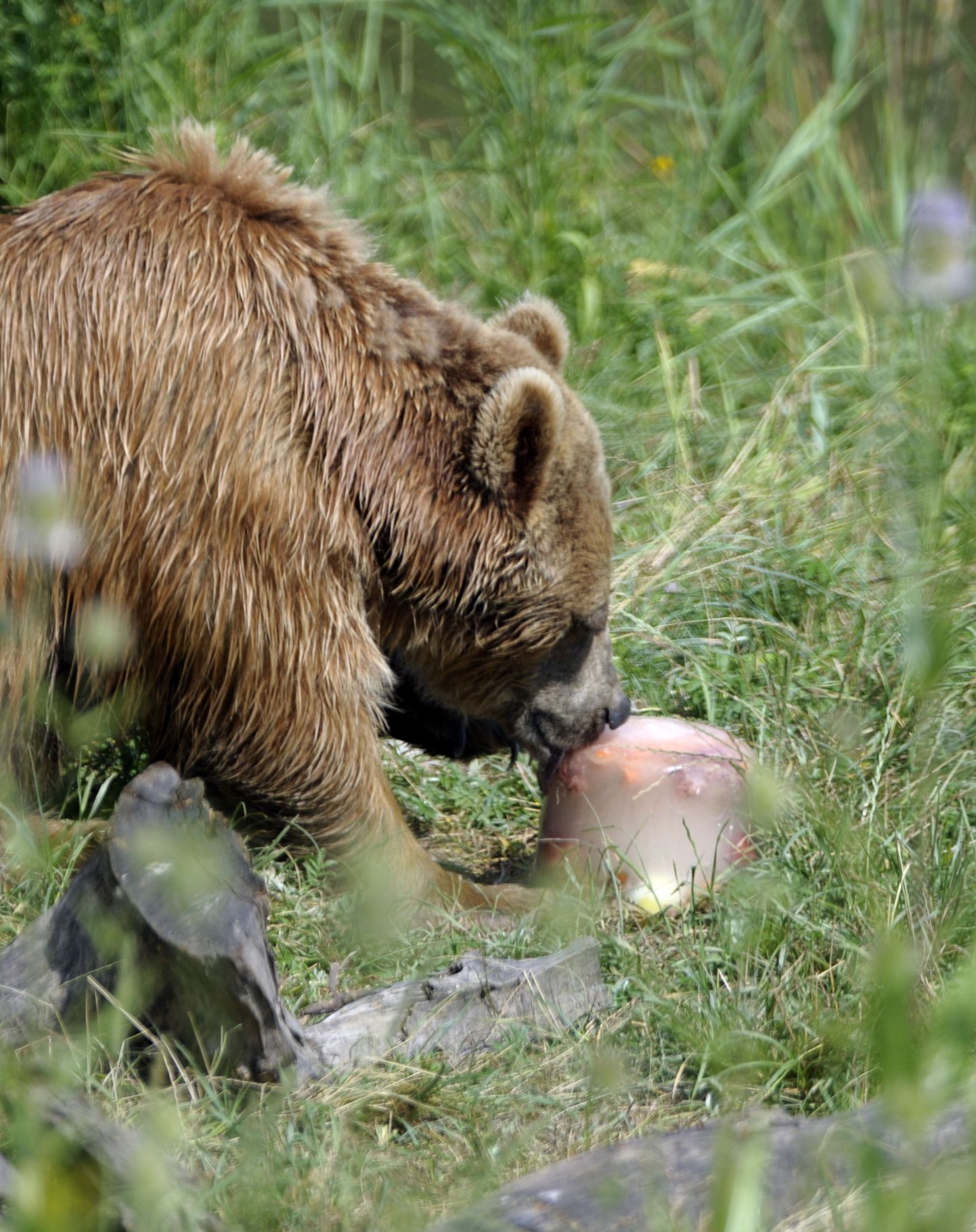 Venemaa Kaug-Ida näljased karud otsivad toitu surnuaedadest