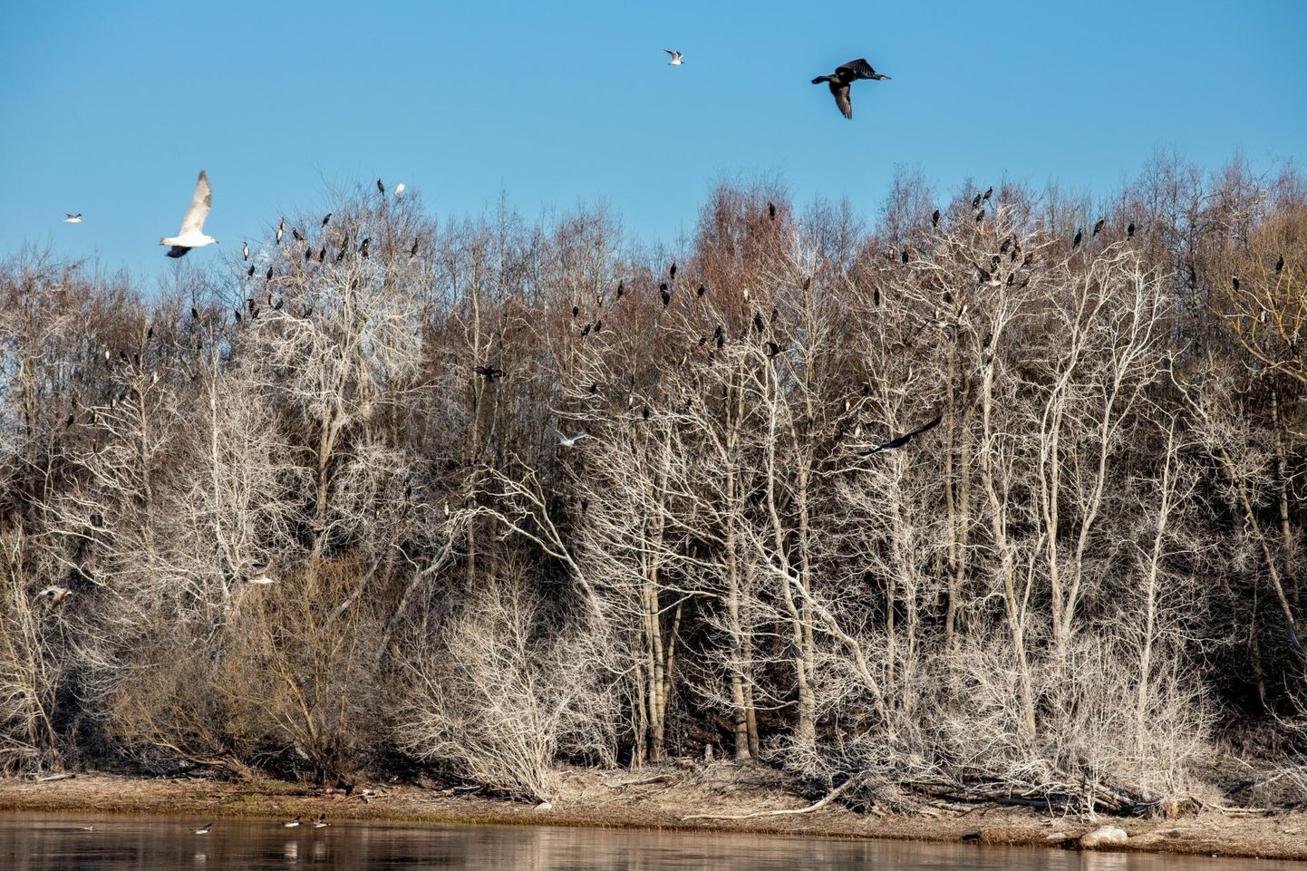 Pärnu jõel asuvad „tindisaared” haisevad endiselt ning kaldaäärsed valgeks värvunud puudesalud mustavad lindudest.

 