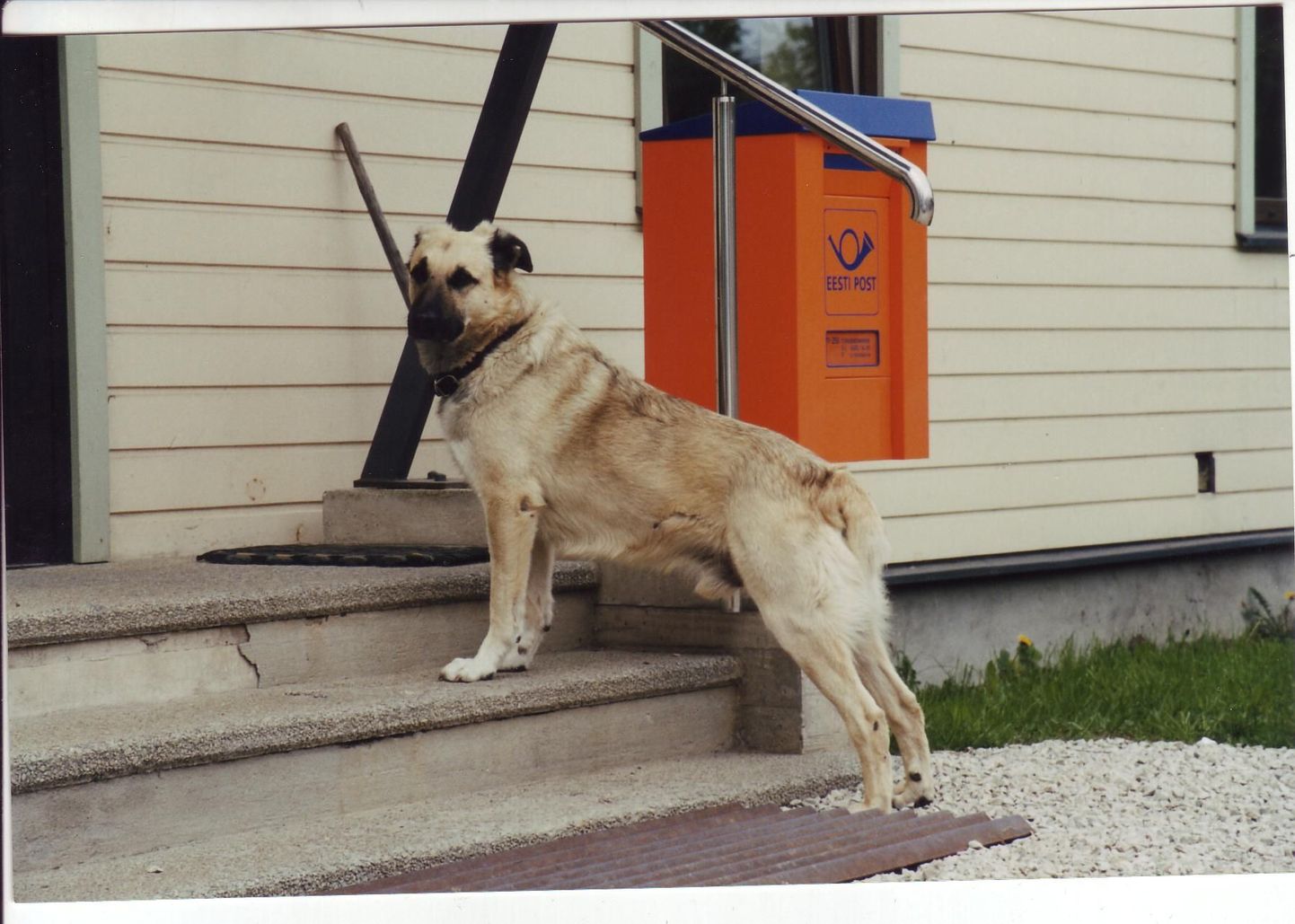 Eesti Posti õppefilm aitab koerte puremisest pääseda