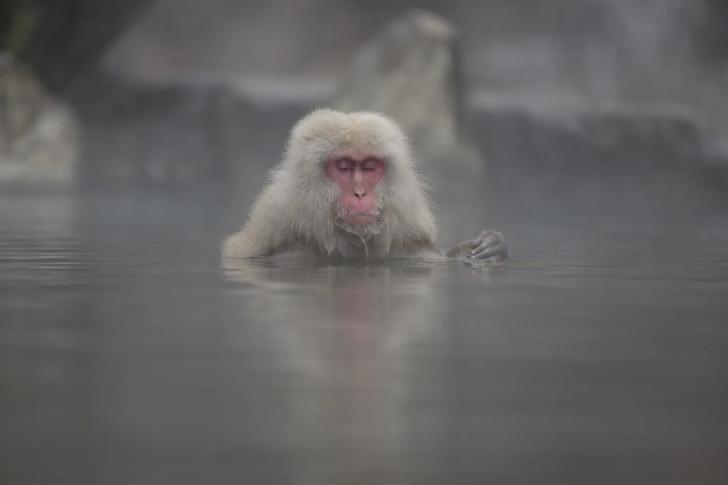 Japānas makaks